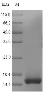 Greater than 90% as determined by SDS-PAGE.