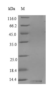 Greater than 90% as determined by SDS-PAGE.