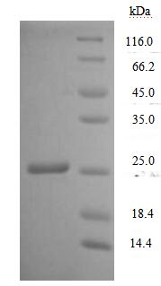 Greater than 90% as determined by SDS-PAGE.