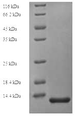 Greater than 90% as determined by SDS-PAGE.