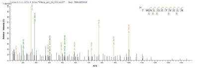 Based on the SEQUEST from database of Yeast host and target protein, the LC-MS/MS Analysis result of this product could indicate that this peptide derived from Yeast-expressed Homo sapiens (Human) CD8A.