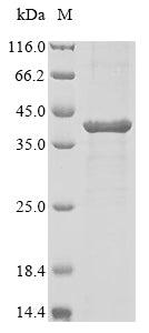 Greater than 85% as determined by SDS-PAGE.