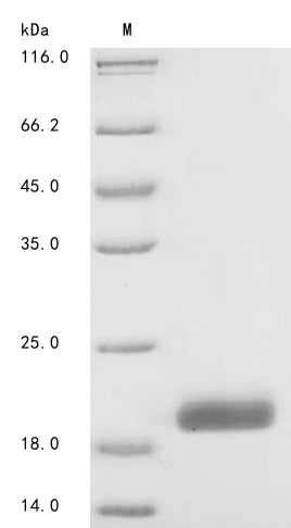 Greater than 90% as determined by SDS-PAGE.