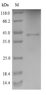 Greater than 90% as determined by SDS-PAGE.