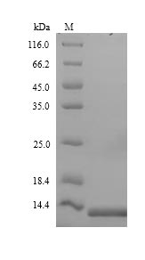 Greater than 90% as determined by SDS-PAGE.