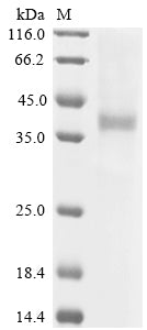 Greater than 90% as determined by SDS-PAGE.