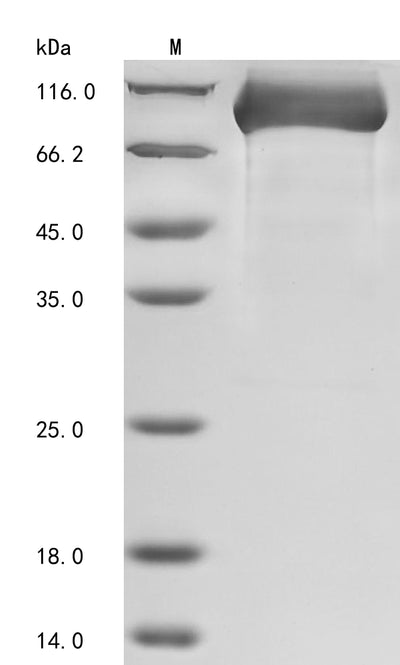 Greater than 90% as determined by SDS-PAGE.