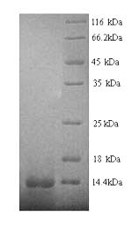 Greater than 90% as determined by SDS-PAGE.