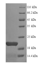 Greater than 90% as determined by SDS-PAGE.