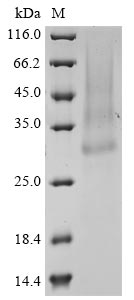 Greater than 90% as determined by SDS-PAGE.