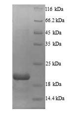 Greater than 90% as determined by SDS-PAGE.