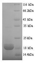 Greater than 90% as determined by SDS-PAGE.