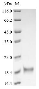 Greater than 90% as determined by SDS-PAGE.