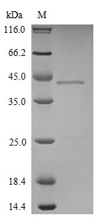 Greater than 90% as determined by SDS-PAGE.