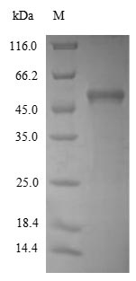 Greater than 90% as determined by SDS-PAGE.