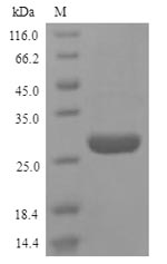 Greater than 90% as determined by SDS-PAGE.