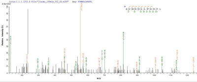 Based on the SEQUEST from database of Yeast host and target protein, the LC-MS/MS Analysis result of this product could indicate that this peptide derived from Yeast-expressed Marmota monax (Woodchuck) IFNG.