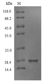 Greater than 90% as determined by SDS-PAGE.