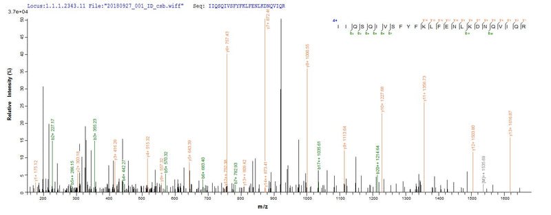 Based on the SEQUEST from database of Yeast host and target protein, the LC-MS/MS Analysis result of this product could indicate that this peptide derived from Yeast-expressed Ovis aries (Sheep) IFNG.