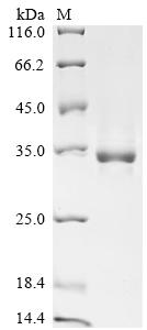 Greater than 85% as determined by SDS-PAGE.