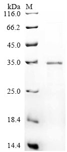 Greater than 85% as determined by SDS-PAGE.