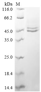 Greater than 85% as determined by SDS-PAGE.