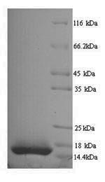 Greater than 90% as determined by SDS-PAGE.