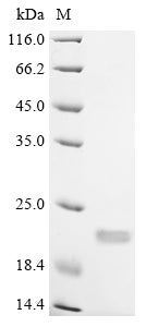 Greater than 85% as determined by SDS-PAGE.