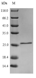 Greater than 90% as determined by SDS-PAGE.