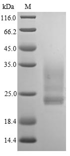 Greater than 85% as determined by SDS-PAGE.