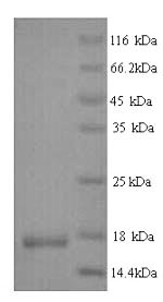 Greater than 90% as determined by SDS-PAGE.