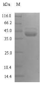 Greater than 90% as determined by SDS-PAGE.