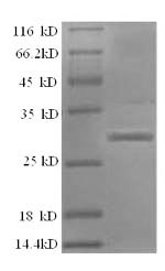 Greater than 90% as determined by SDS-PAGE.