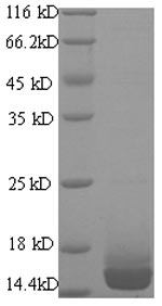 Greater than 90% as determined by SDS-PAGE.