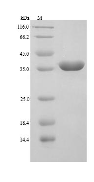 Greater than 90% as determined by SDS-PAGE.