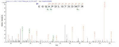 Based on the SEQUEST from database of Yeast host and target protein, the LC-MS/MS Analysis result of this product could indicate that this peptide derived from Yeast-expressed Mus musculus (Mouse) Mapt.