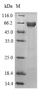 Greater than 90% as determined by SDS-PAGE.