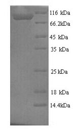 Greater than 90% as determined by SDS-PAGE.