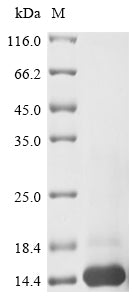 Greater than 85% as determined by SDS-PAGE.