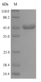 Greater than 90% as determined by SDS-PAGE.