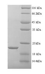 Greater than 90% as determined by SDS-PAGE.