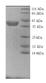 Greater than 90% as determined by SDS-PAGE.