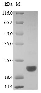 Greater than 90% as determined by SDS-PAGE.