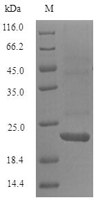 Greater than 90% as determined by SDS-PAGE.