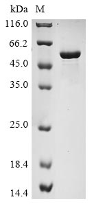 Greater than 85% as determined by SDS-PAGE.