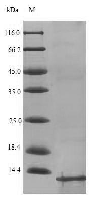 Greater than 90% as determined by SDS-PAGE.