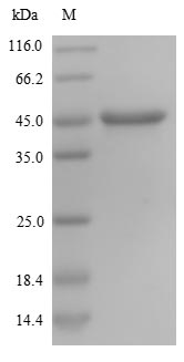 Greater than 90% as determined by SDS-PAGE.