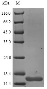 Greater than 90% as determined by SDS-PAGE.