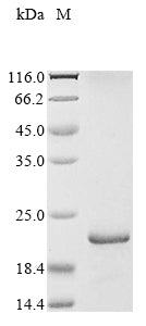 Greater than 85% as determined by SDS-PAGE.