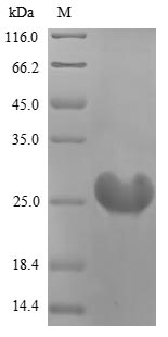 Greater than 85% as determined by SDS-PAGE.